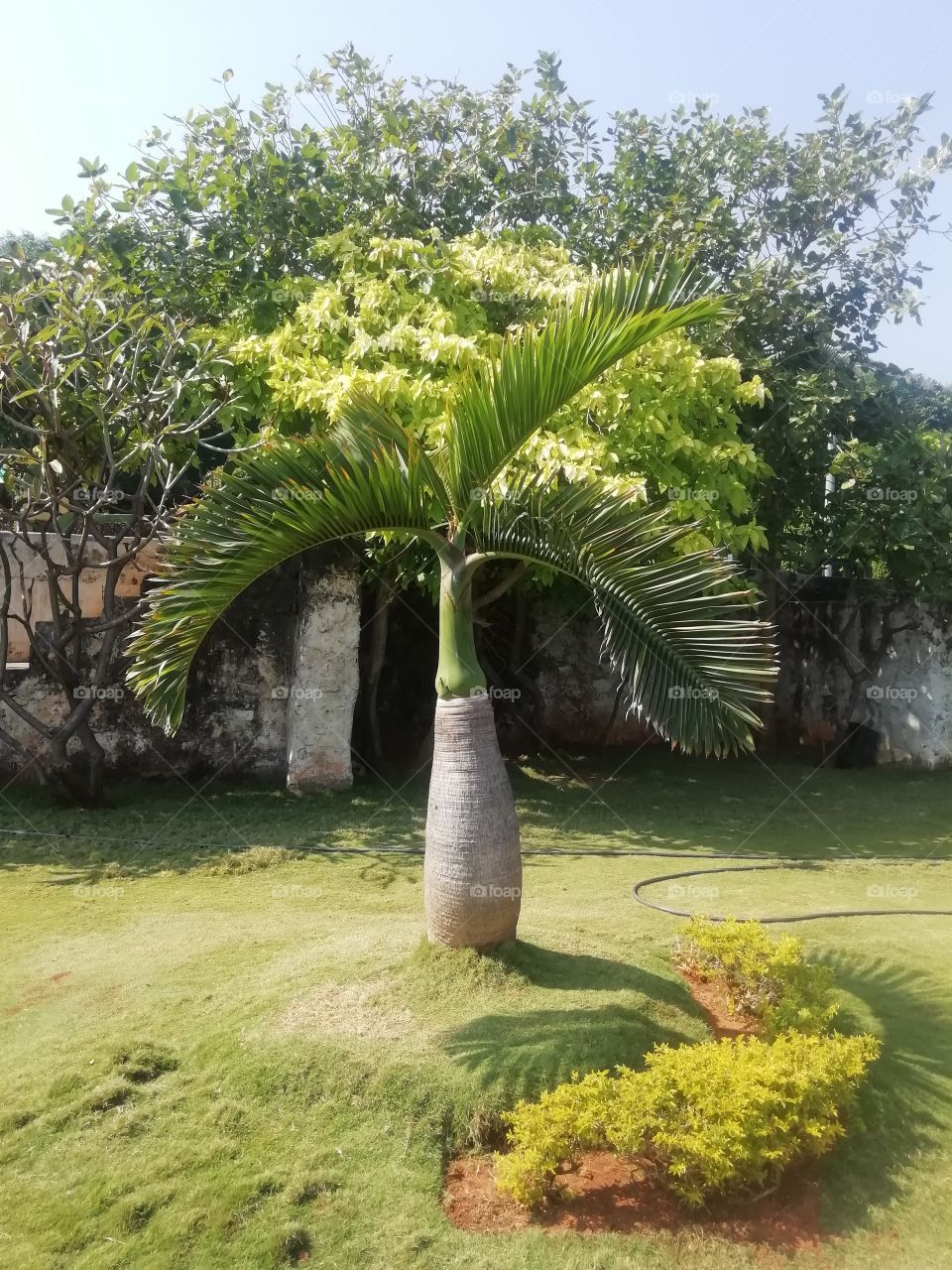 Fresh green leaves of Palm tree in a  park