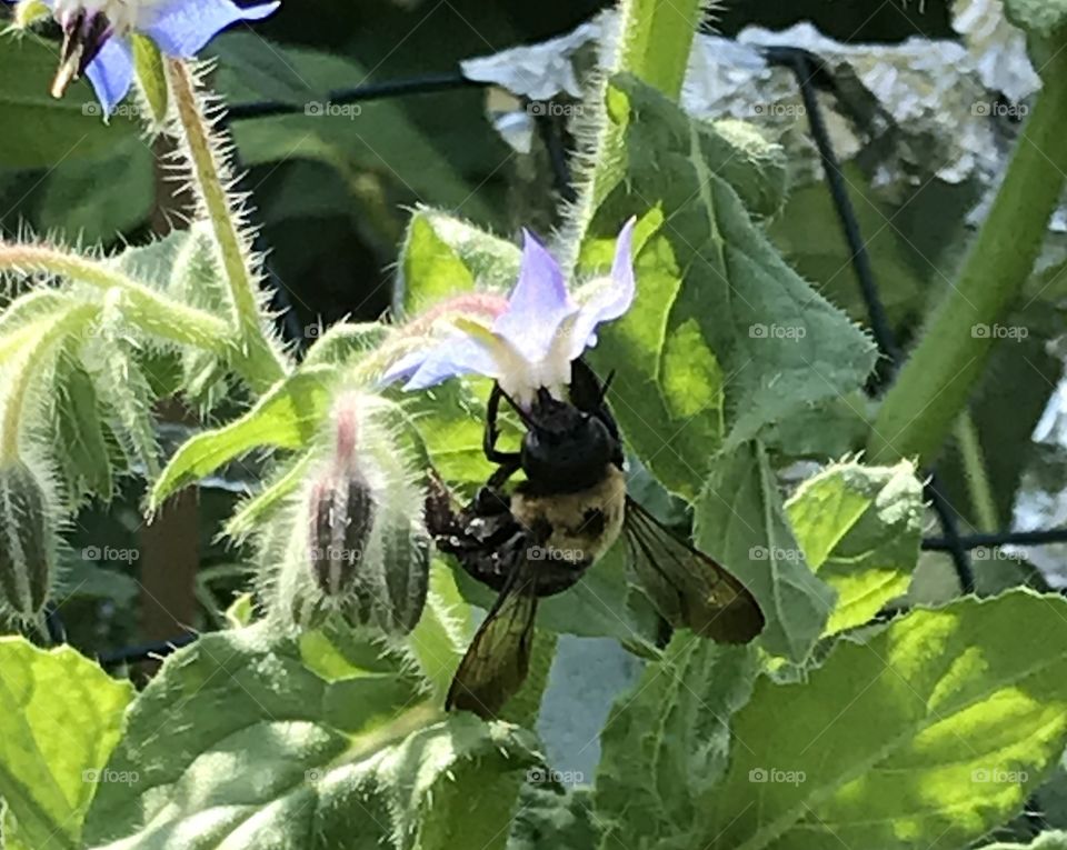 Bombus Bumblebee (very large😮) visiting the Borage plants.