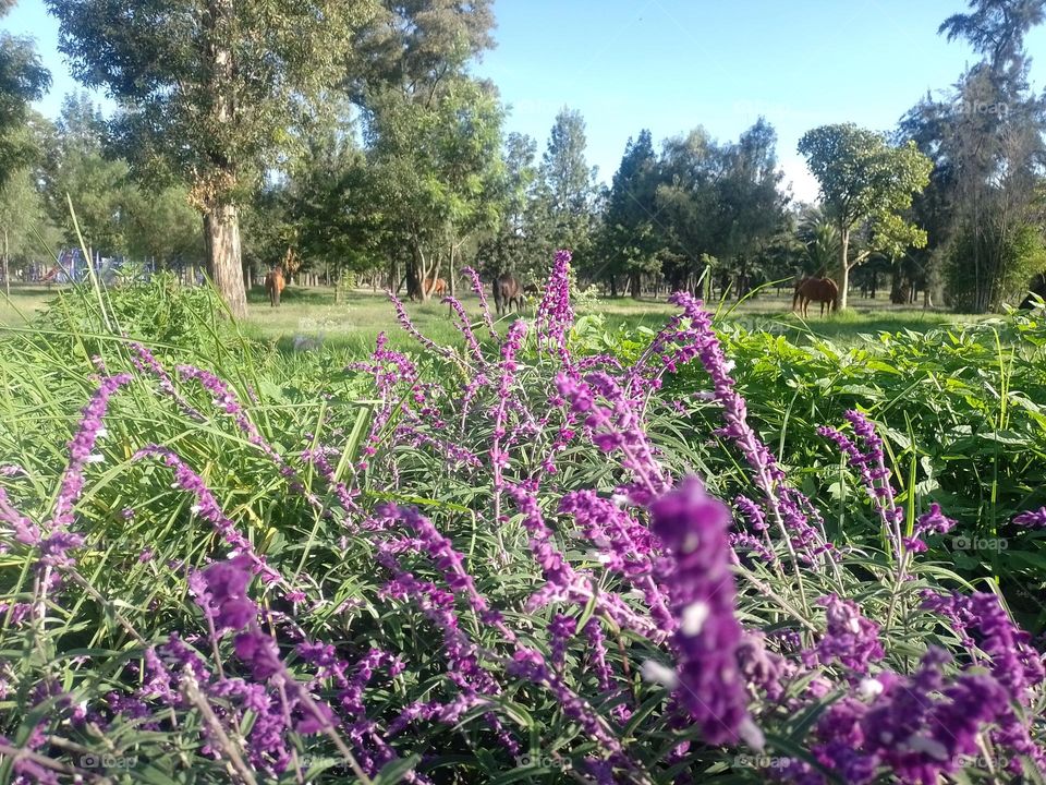 hermosas violetas 💜
