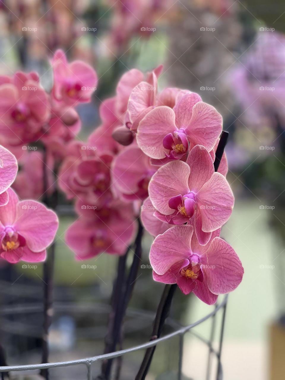 Orchid 