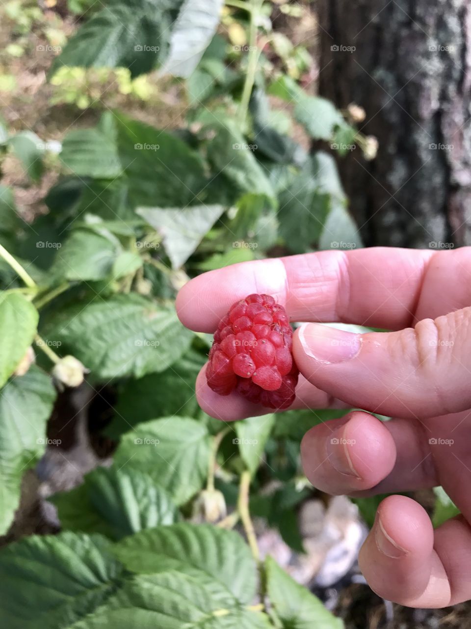 Hand picking a Raspberry 