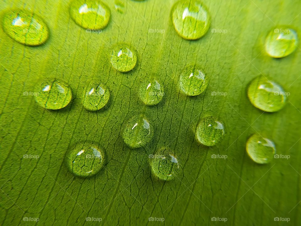 Beautiful water droplets on green leaf macro close up. Natural background. Macro photography
