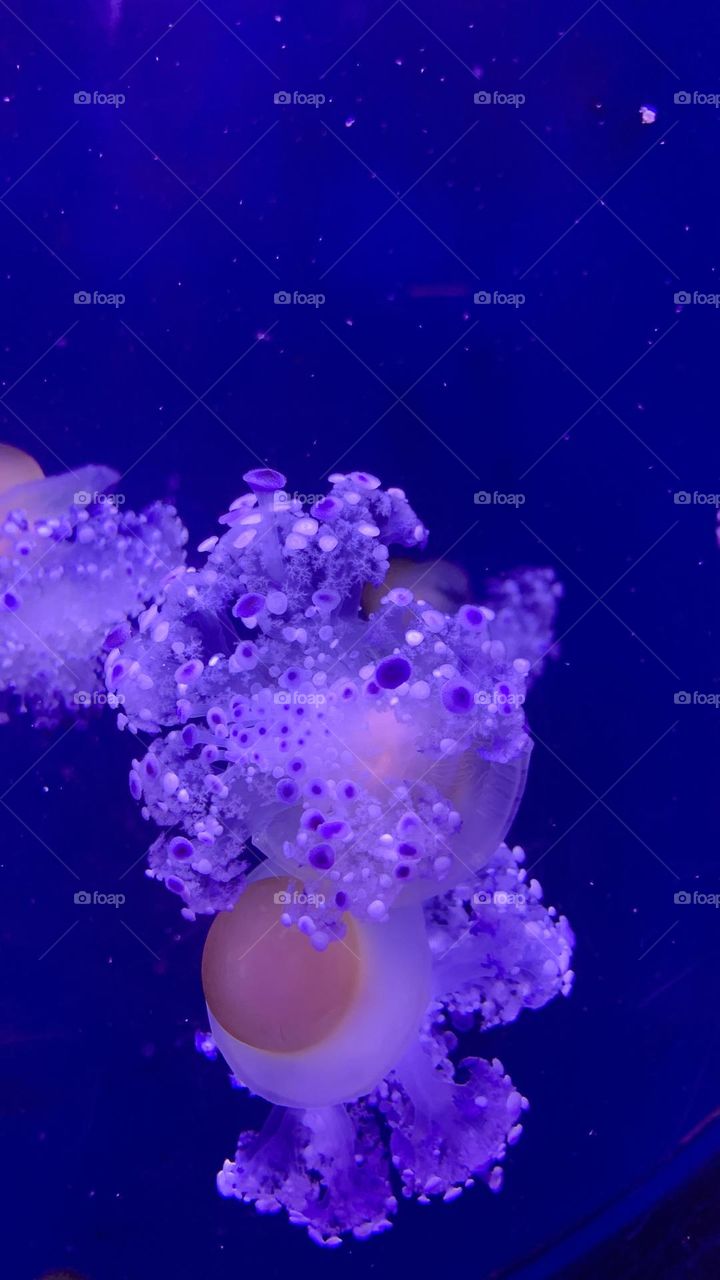 Mysterious ocean dwellers 