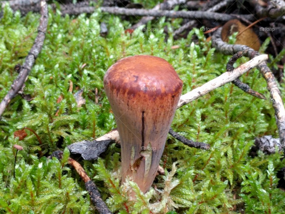 capless mushroom