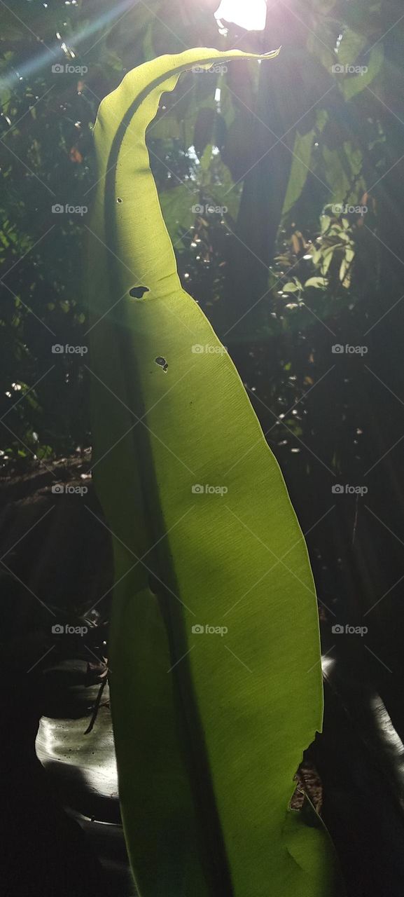 big leaf on Sunlight