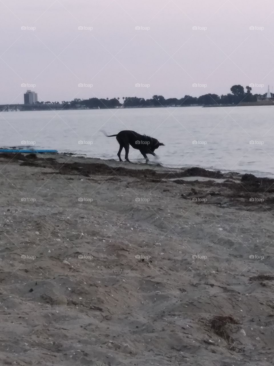 Great Dane having fun playing in the sun