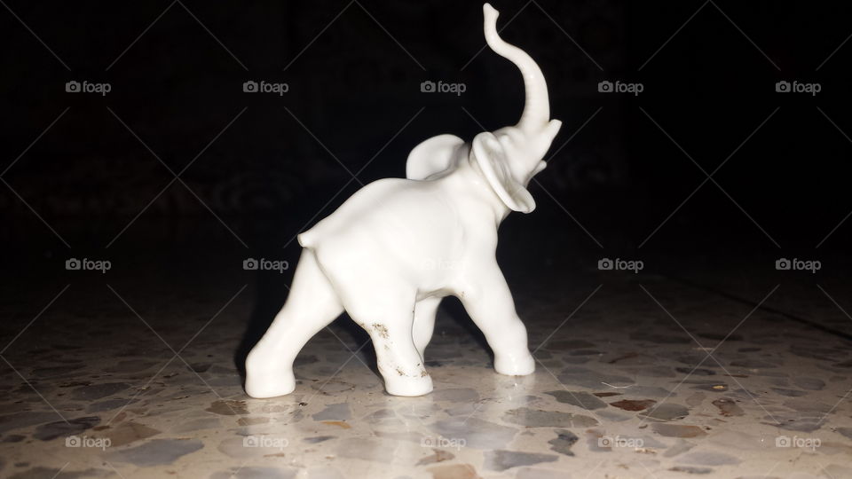 elephont bianco