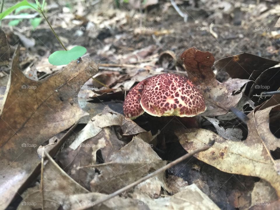 Red Crackled Mushroom 