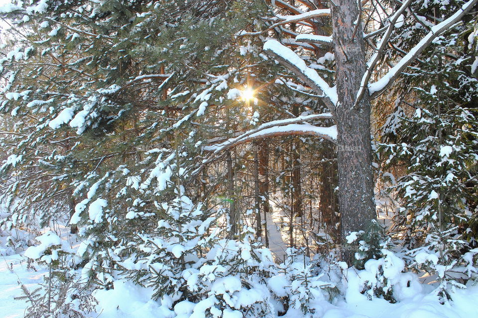 frosty winter in the coniferous wood. bright beams of the sun beautifully shine through trees