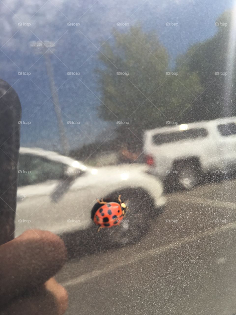 lady bug on truck window