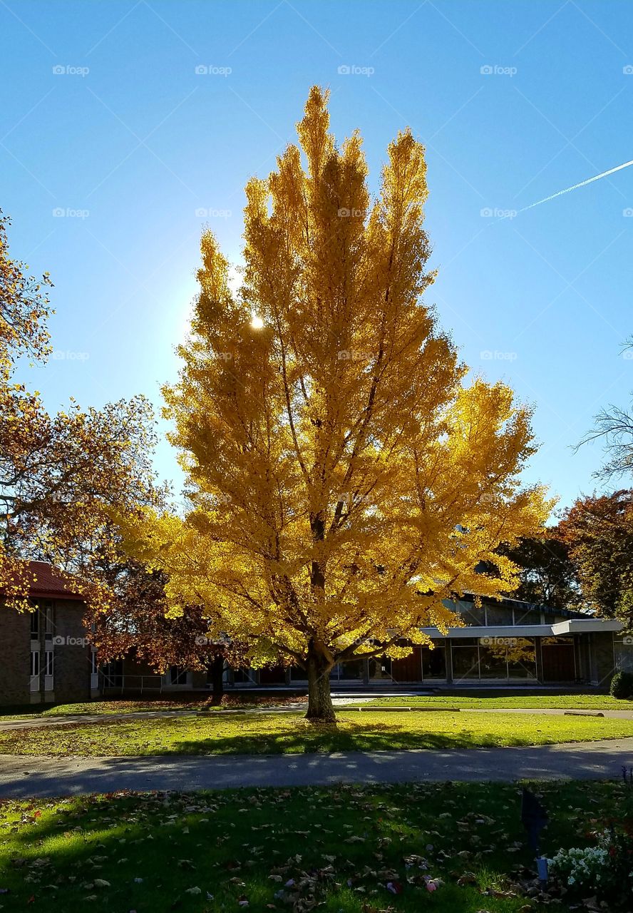 Golden autumn tree