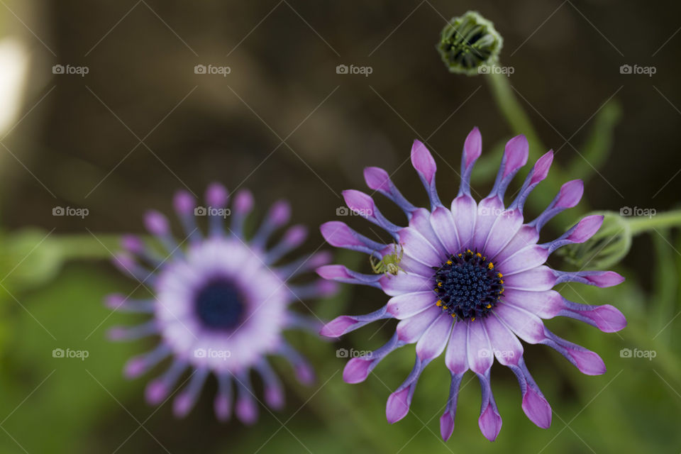 Close-up of flower