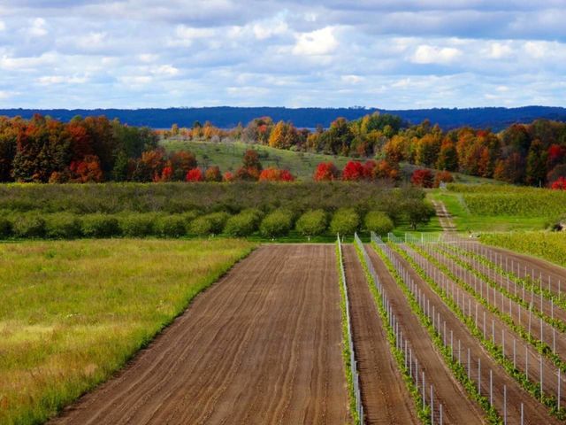 Michigan Wineries in the Fall