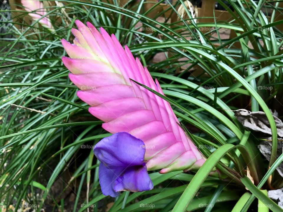 Pink Quill (Tillandsia cyanea)