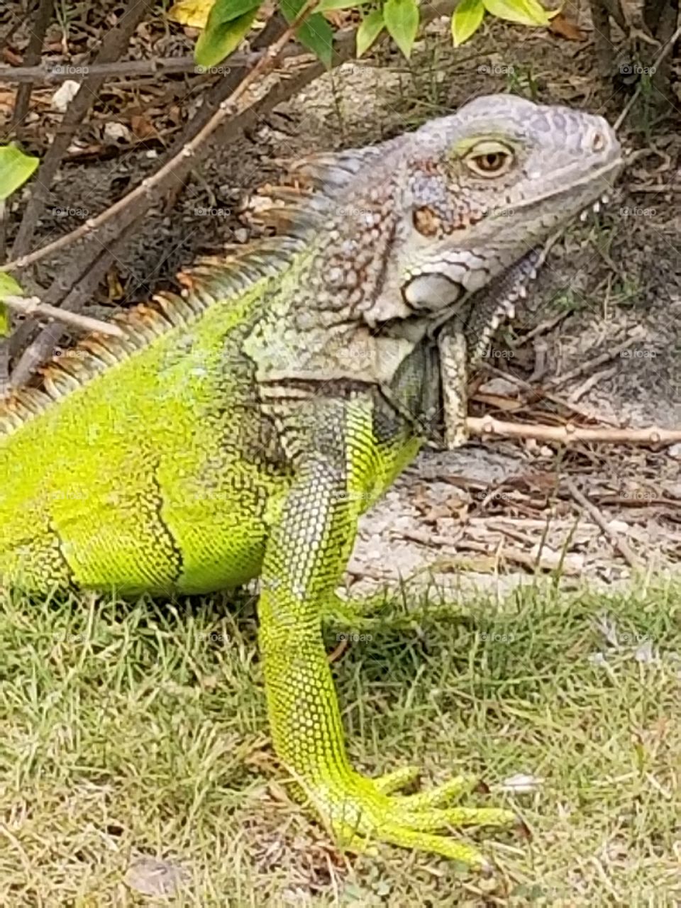 Green Iguana  Rio Hato Panama