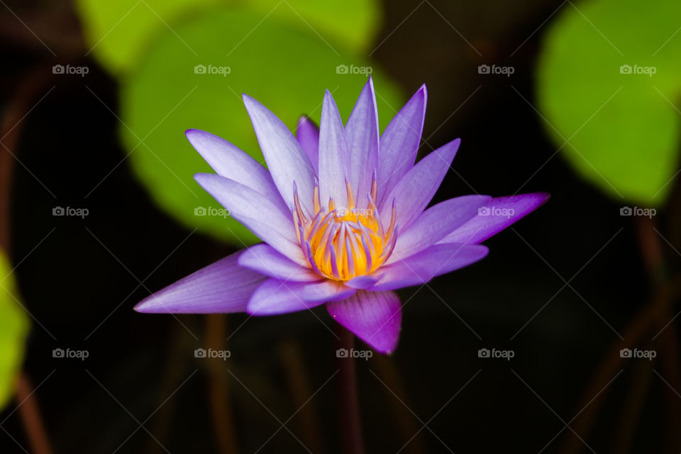 purple lotus