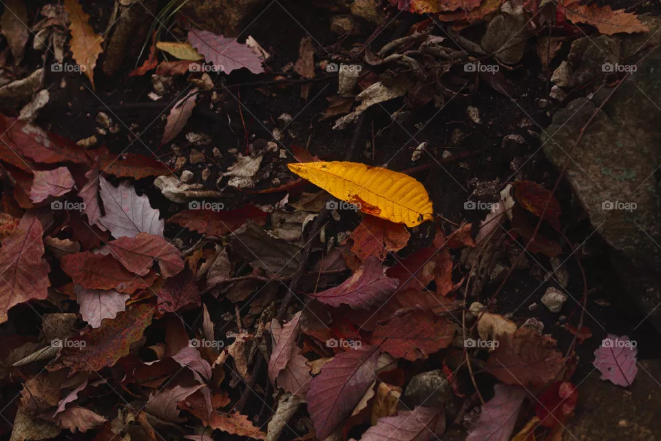 yellow leaf on the ground