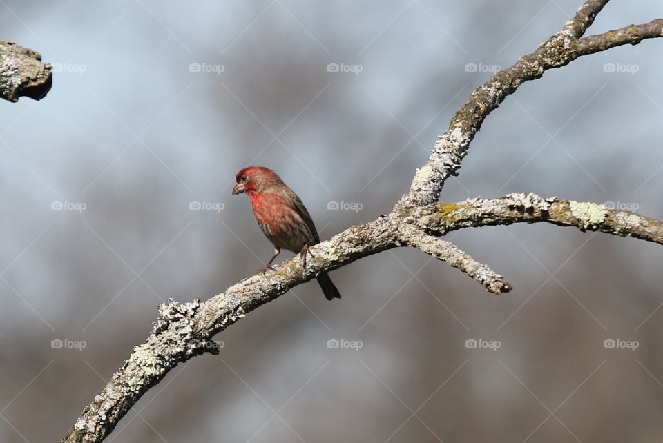 Red finch in the wild on a tree limb