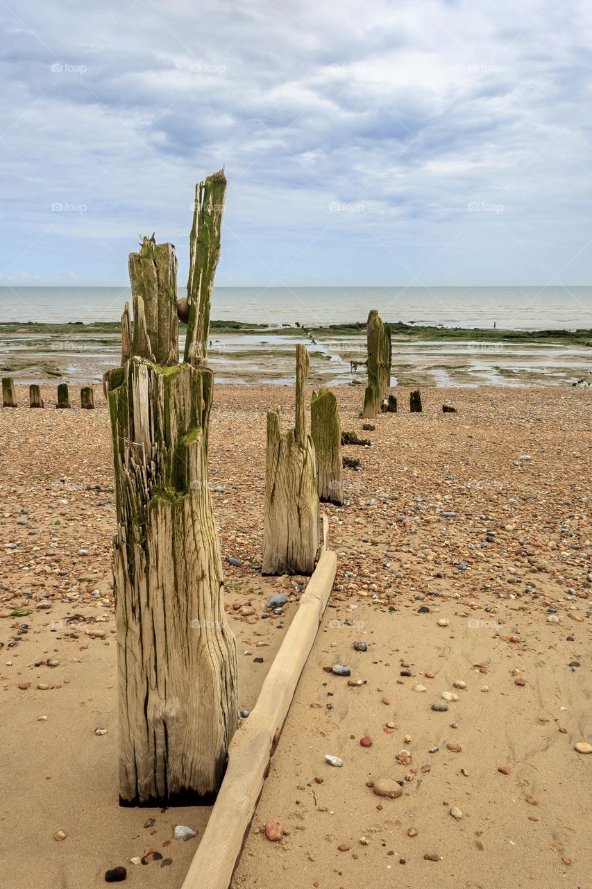 Old wooden sea defences, greening with algae stand on the beach at Winchelsea (U.K.) 