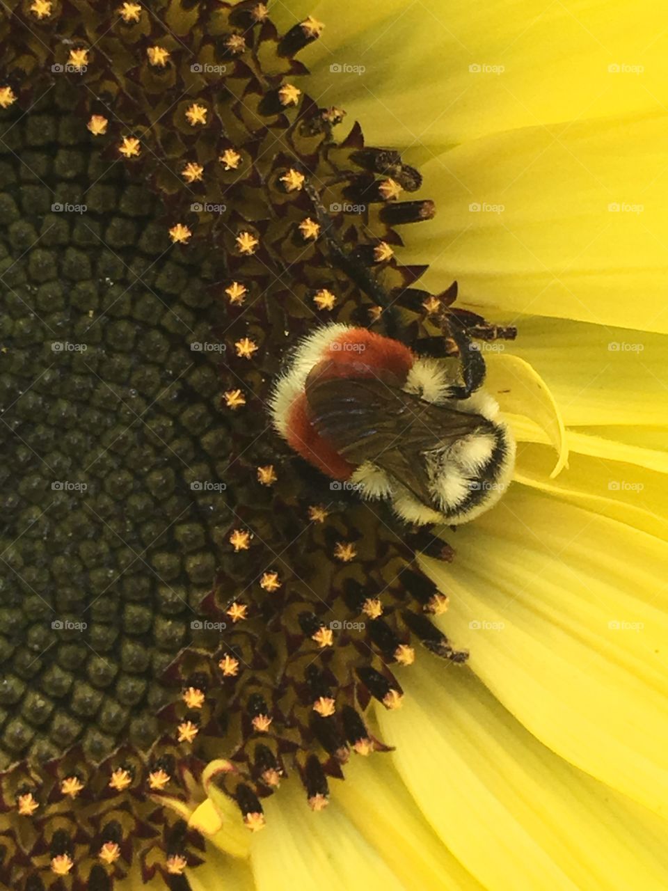 Happy bees 