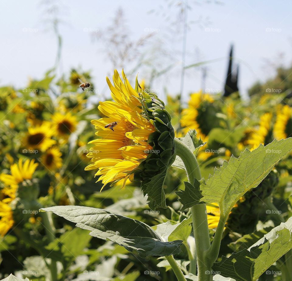 industry. Nature. Field. sunflower field. Bees flying towards a sunflower plant to pollinate.