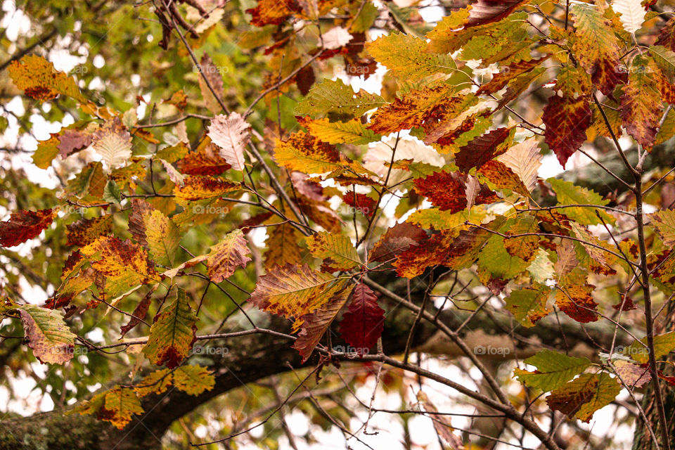 red and yellow leaves