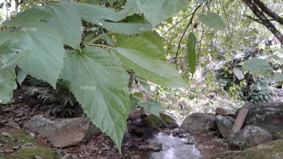 NATURAL NATURE LEAFS RIVER