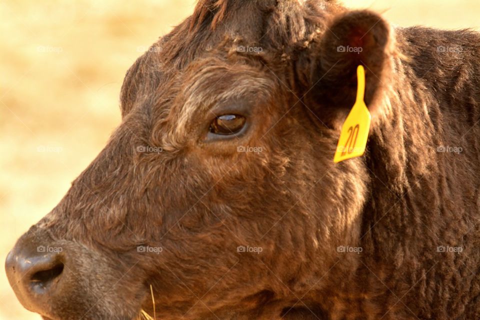 Angus Cow number 20