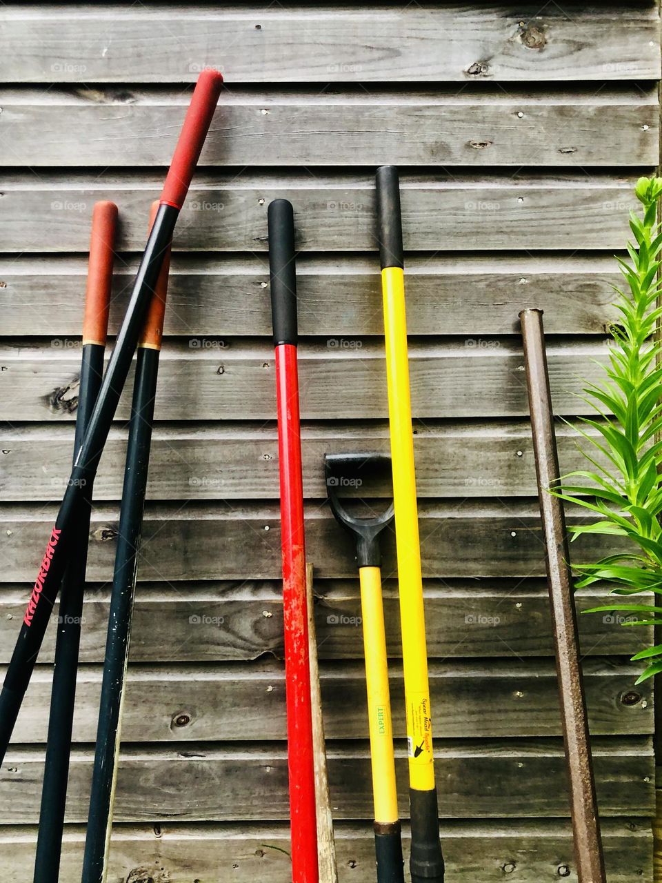 Shovels and other tools leaning against wooden siding. A green plant on the right cues that it’s time to garden.