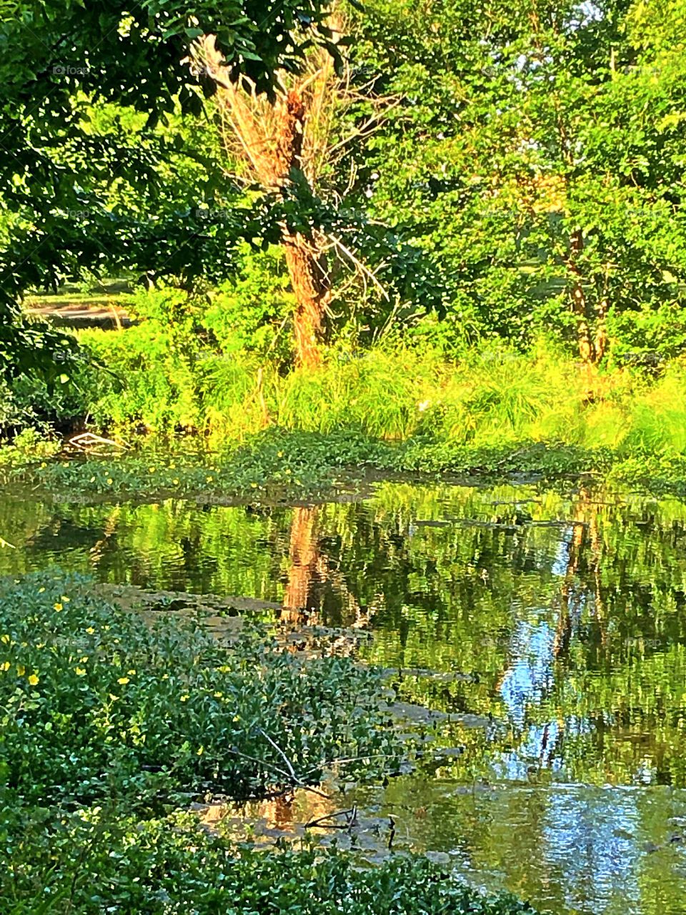 Gorgeous area in a park