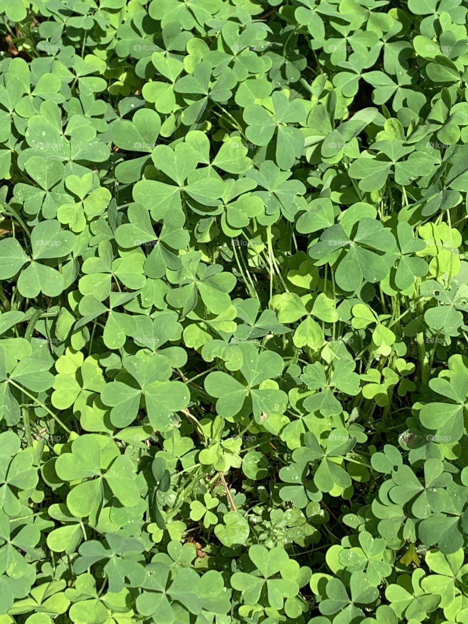 Clover