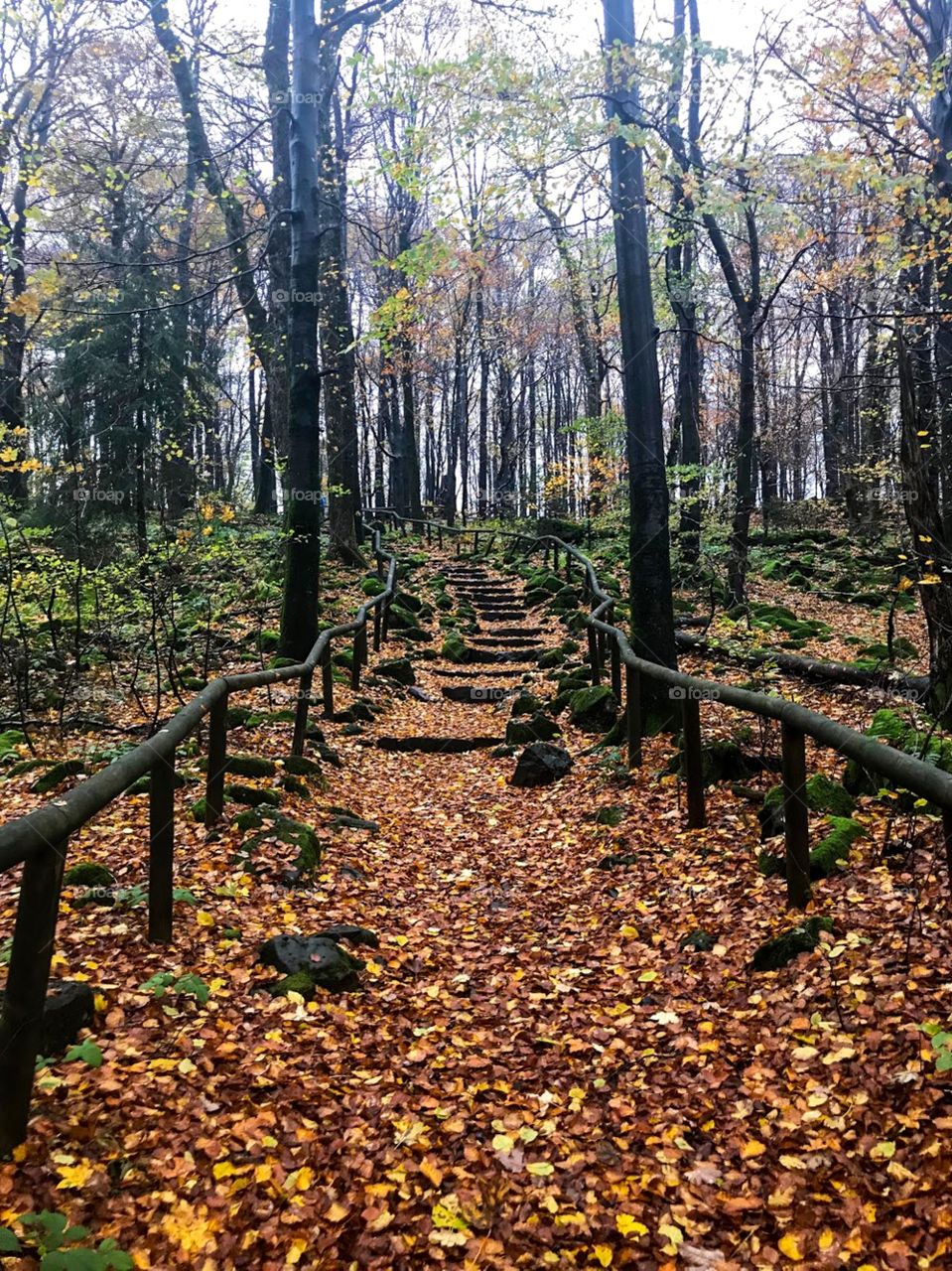 There was a path in the forest,with lots of trees, black trunks and many branches.There are not many leaves left on the tree because most of them have fallen to the ground,the steps were stone,wet and slippery,rocks covered with moss