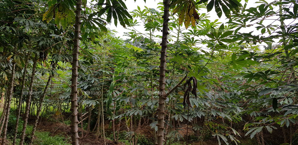 Tree, Leaf, Rainforest, Tropical, Jungle