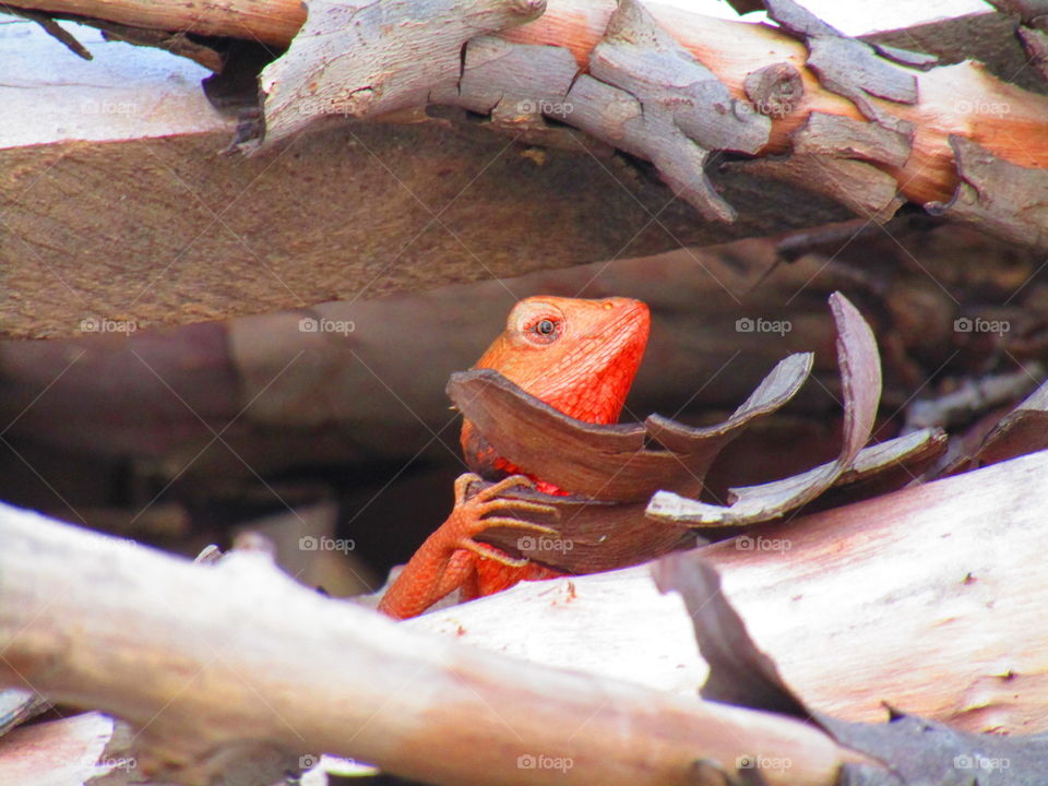 The oriental garden lizard, eastern garden lizard, bloodsucker or changeable lizard (Calotes versicolor) is an agamid lizard found widely distributed in indo-Malaya