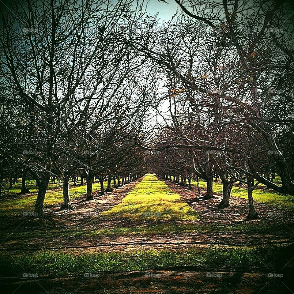 Lonely Orchard 