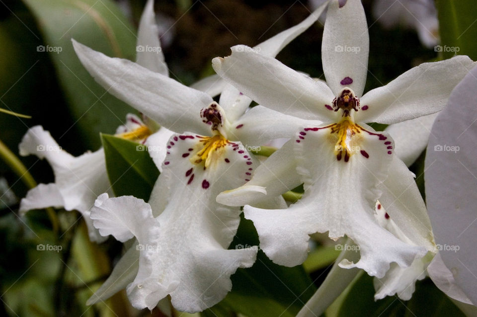 flowers yellow nature white by da123nce