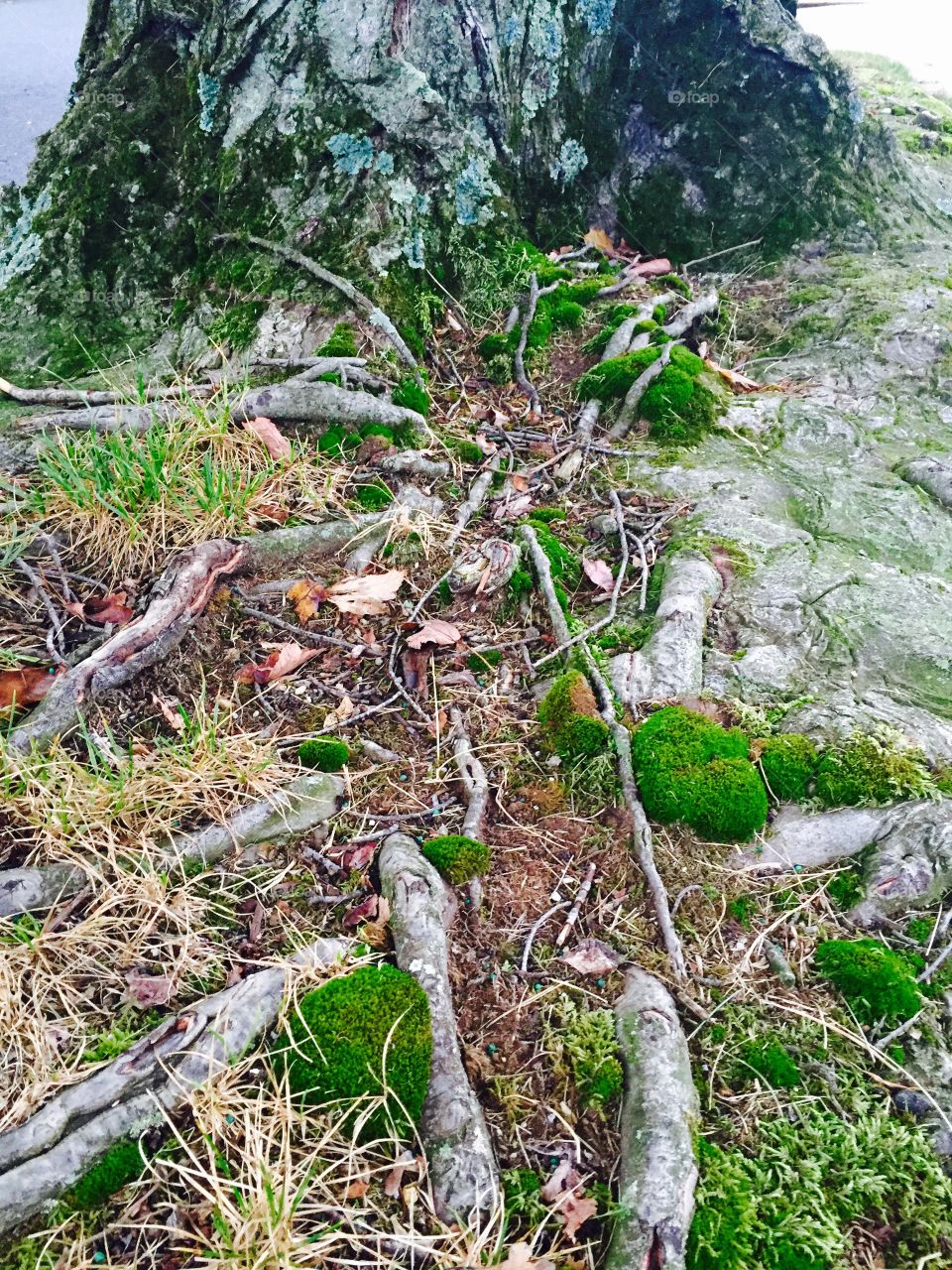 Tree roots moss 