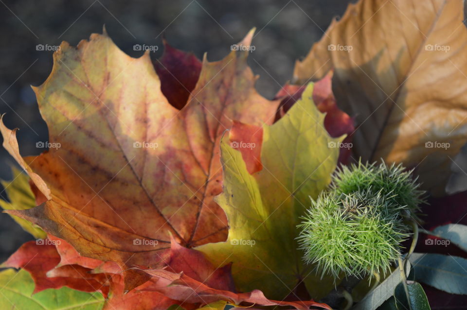 Close-up of autumn leaves