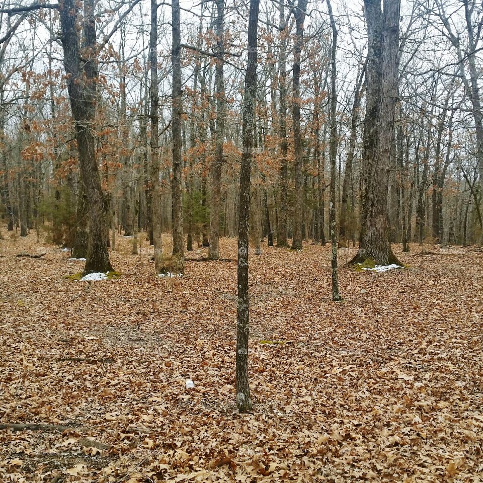 Woods 1