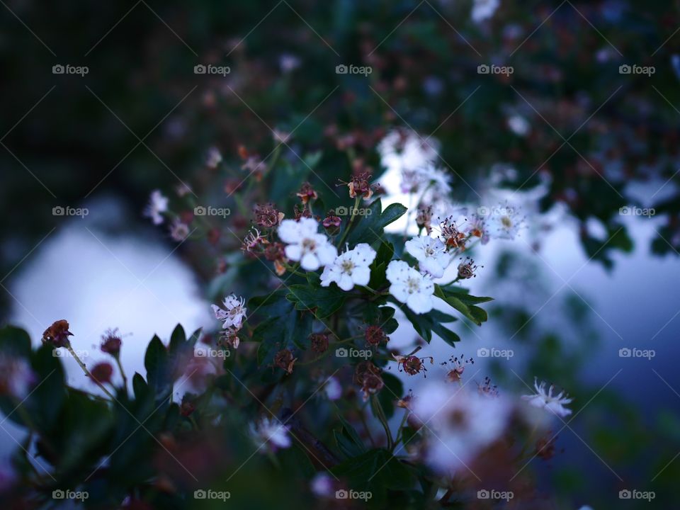 Tree . White flowered tree