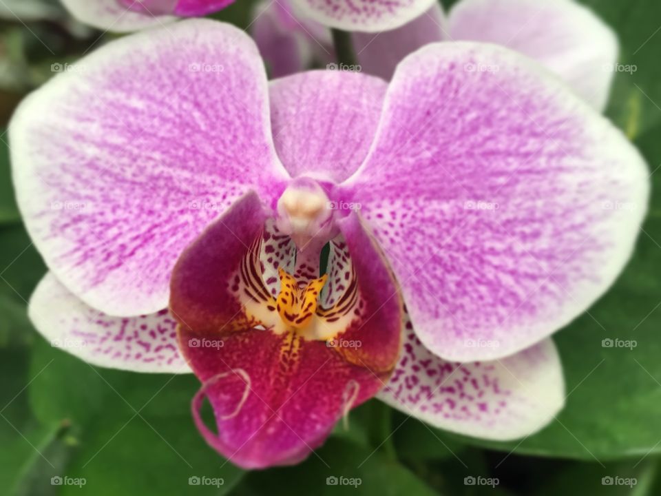 Pink orchid 5