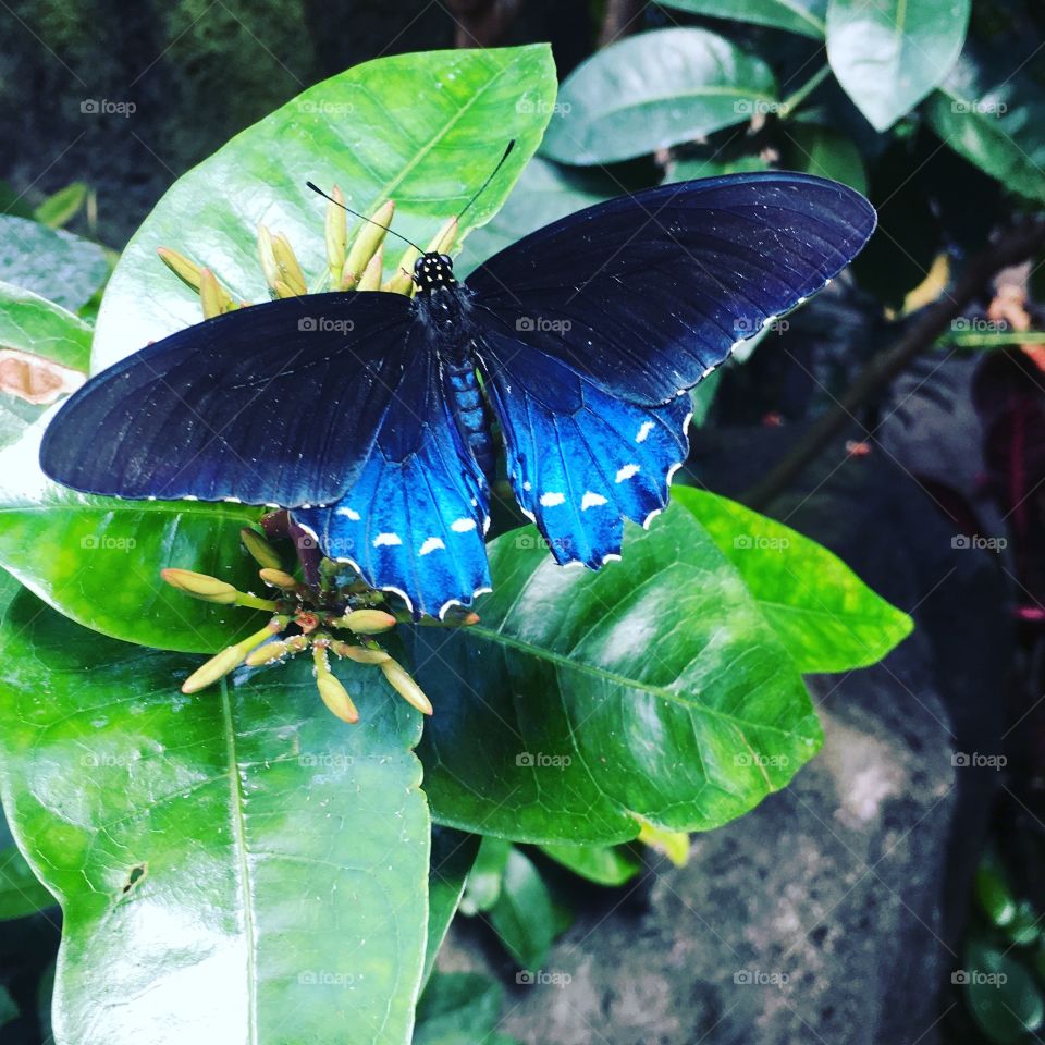 Morpho Butterfly 