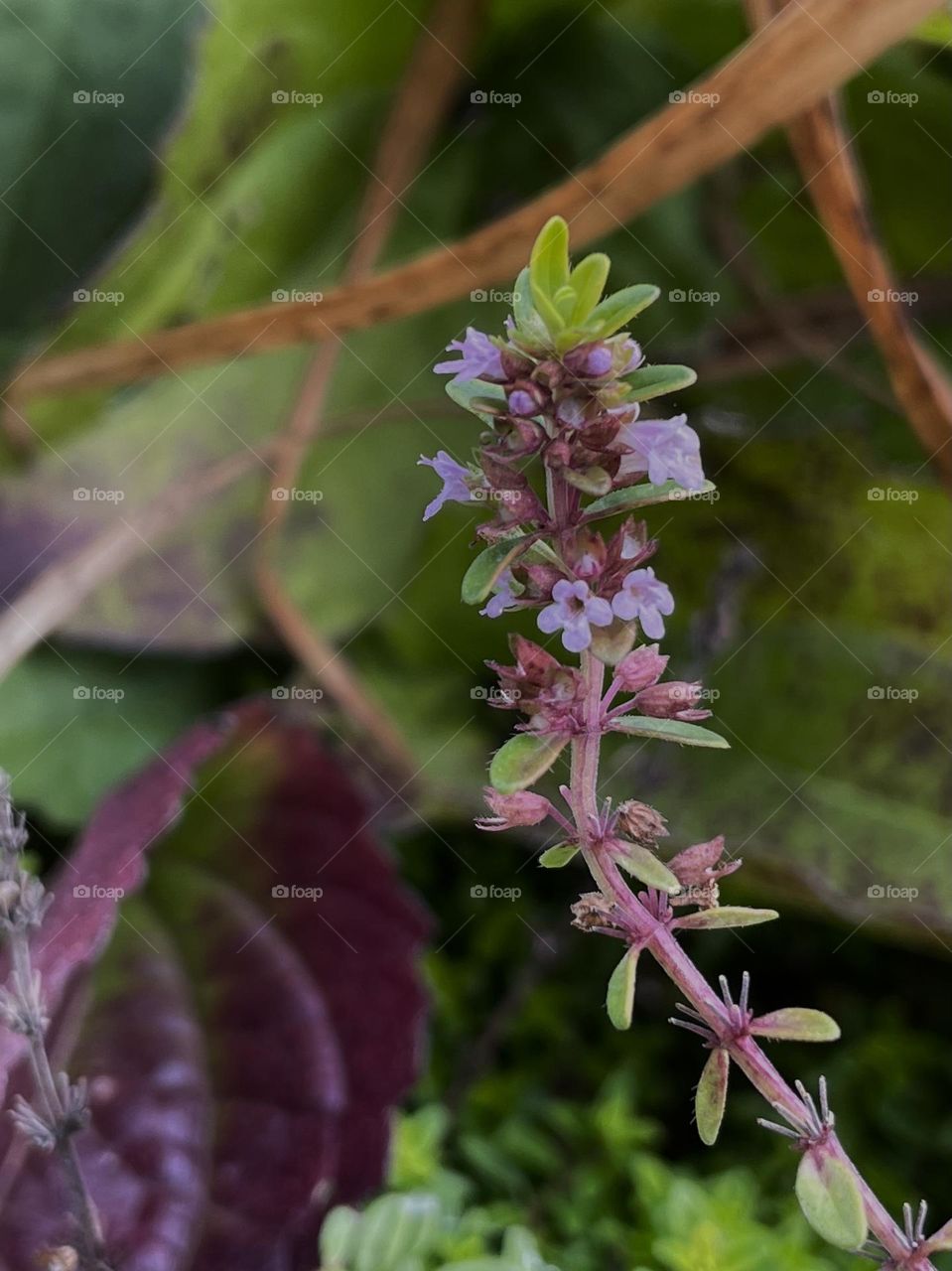 Thyme flowers…