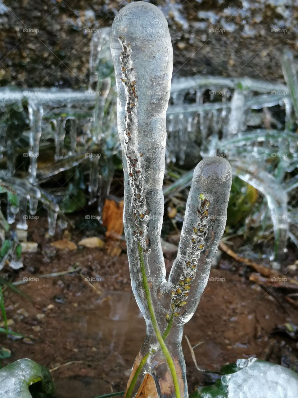 And nature is getting ready for Christmas