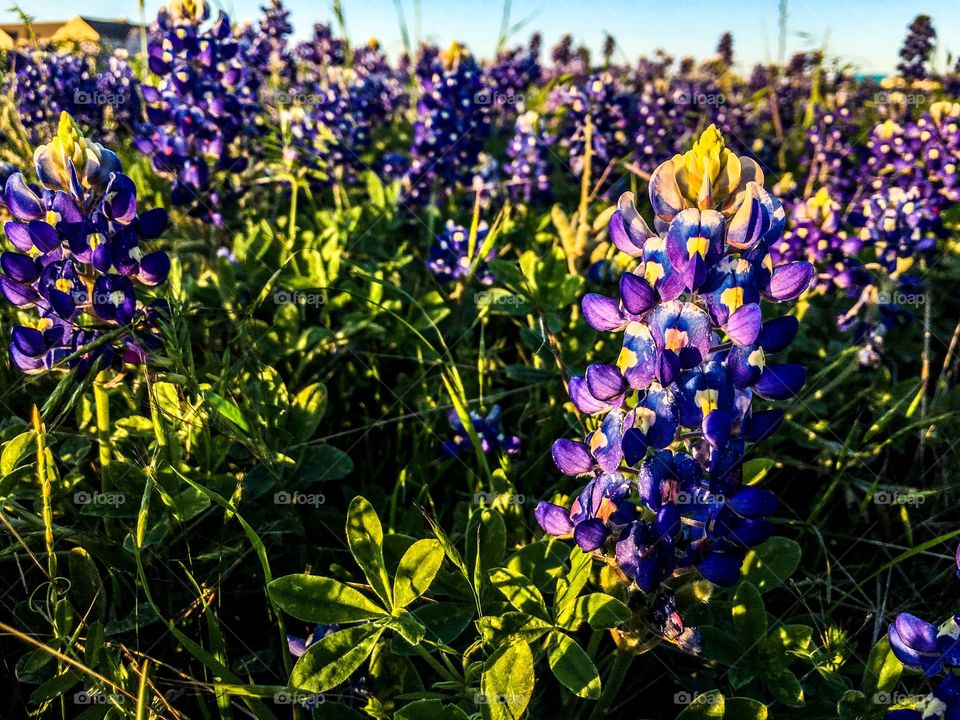 Bluebonnets 