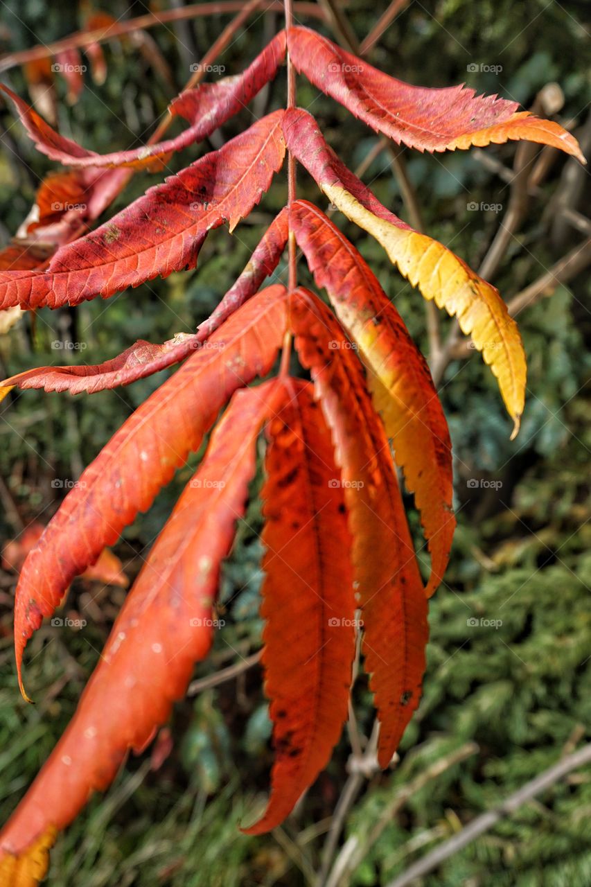 Serrated Edges