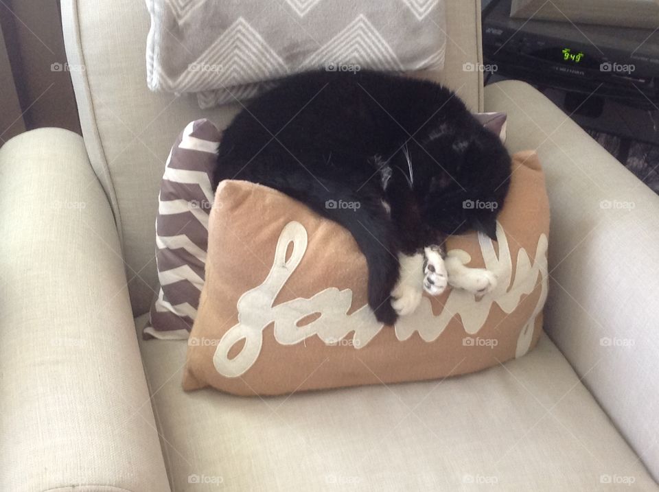 Bad Kitty cat sleeping on my pillows, 