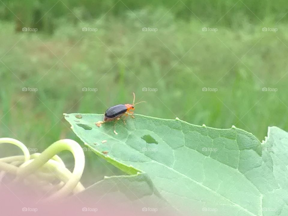 The Insect on the leaf.