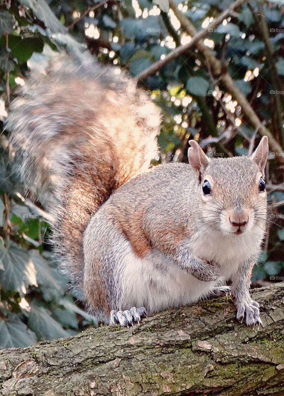 Squirrel 