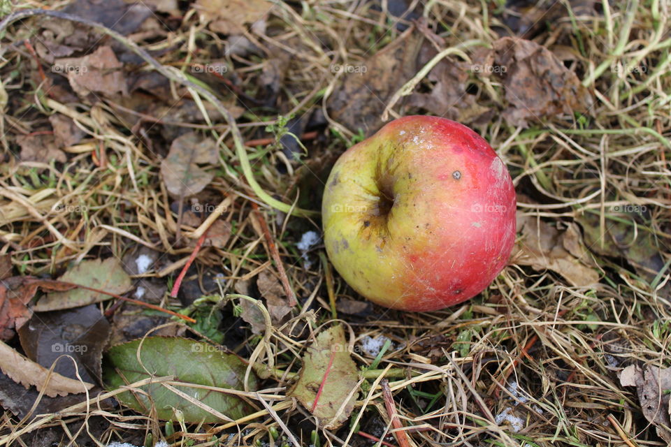 Red yellow apple on the ground